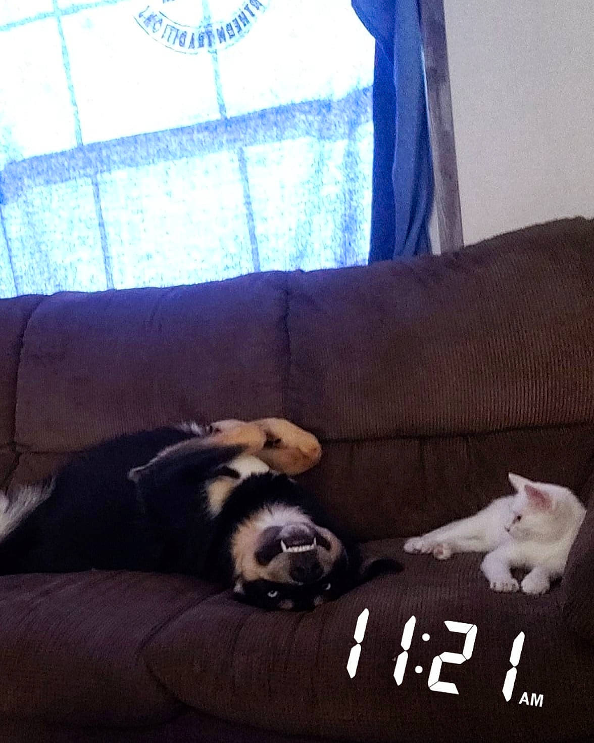 Ace is registered to the contest to win money with this photo: bed_sheet, bedding, canidae, carnivore, cat, comfort, companion_dog, couch, dog, dog_breed, felidae, furniture, kitten, nap, paw, pillow, puppy, puppy_love, room, small_to_medium_sized_cats