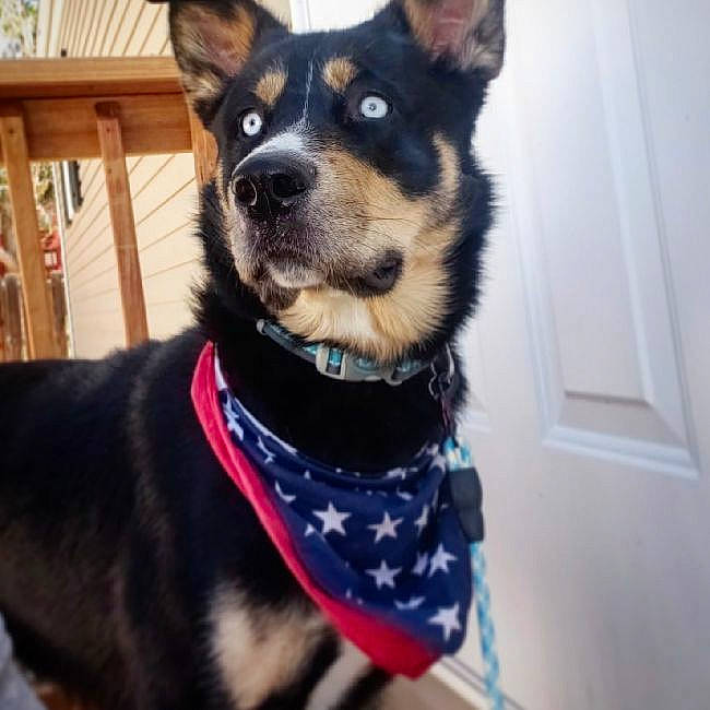Ace joined the competition — help win amazing prizes! australian_cattle_dog, australian_kelpie, bow_tie, canidae, carnivore, collar, companion_dog, dog, dog_breed, dog_collar, ear, fashion_accessory, leash, mammal, miniature_pinscher, puppy, sporting_group, vertebrate