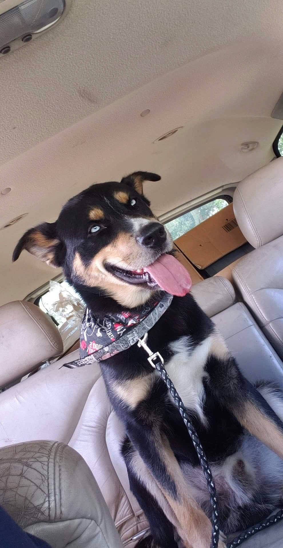 Ace joined the competition — help win amazing prizes! canidae, carnivore, collar, dog, dog_breed, feist, labrador_husky, mammal, siberian_husky, sled_dog, snout