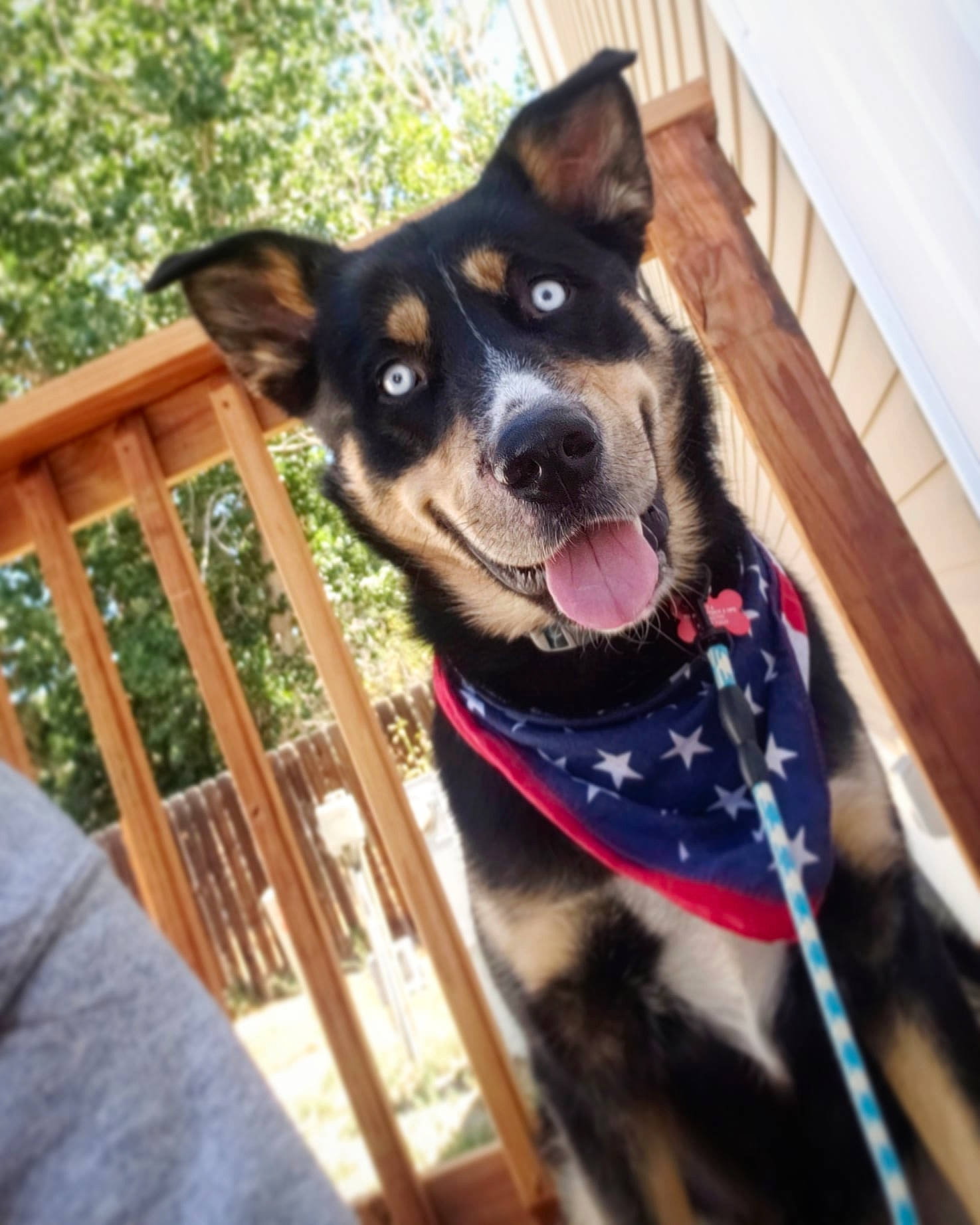 Ace is registered to the contest to win money with this photo: australian_cattle_dog, australian_kelpie, canidae, carnivore, dog, dog_breed, mammal, vertebrate, working_dog