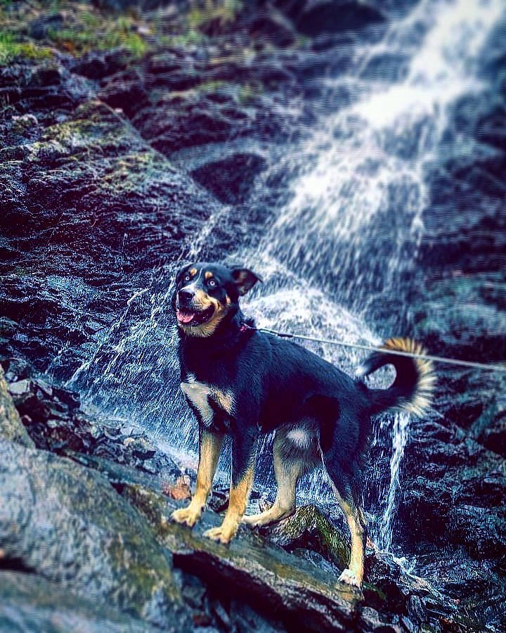 Ace is registered to the contest to win money with this photo: australian_cattle_dog, canidae, carnivore, dog, dog_breed, hunting_dog, mammal, tail, vertebrate, working_dog