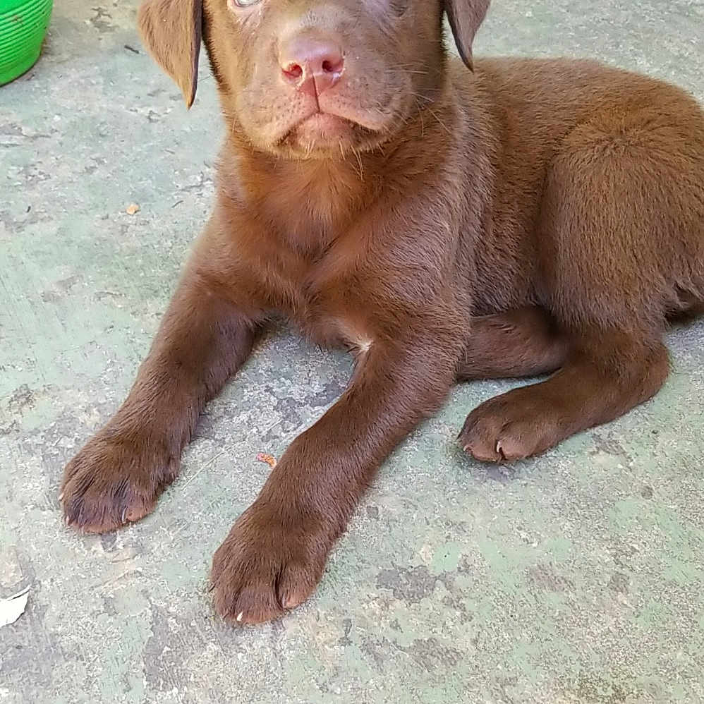 Sawyer is registered to the contest to win money with this photo: beagador, canidae, carnivore, chesapeake_bay_retriever, dog, dog_breed, fawn, hunting_dog, labrador_retriever, liver, mammal, pointing_breed, pudelpointer, puppy, retriever, sporting_group, vertebrate, vizsla