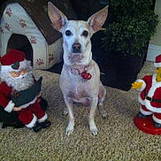 Chata is registered to the contest to win money with this photo: animal, carpet, christmas, collar, cute, decor, decorations, dog, dog_house, festive, figurine, holiday, holiday_season, indoor, jingle_bells, pet, plant, santa_claus, toy, white_dog