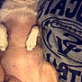 Peaches is registered to the contest to win money with this photo: canidae, carnivore, chihuahua, companion_dog, dog, dog_breed, fawn, mammal, non_sporting_group, pomeranian, puppy, puppy_love, snout, toy_dog
