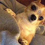 Peaches is registered to the contest to win money with this photo: canidae, carnivore, companion_dog, dog, dog_breed, fawn, mammal, morkie, paw, pomeranian, puppy, puppy_love, snout, sporting_group, toy_dog, vertebrate