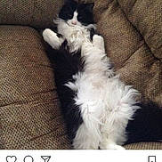 Mittens is registered to the contest to win money with this photo: carnivoran, cat, cat_like_mammal, dog_breed, dog_breed_group, dog_like_mammal, font, fur, paw, photo_caption, puppy, screenshot, small_to_medium_sized_cats, snout, tail, whiskers