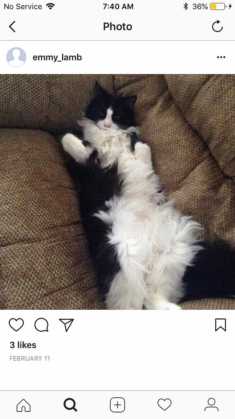 Mittens