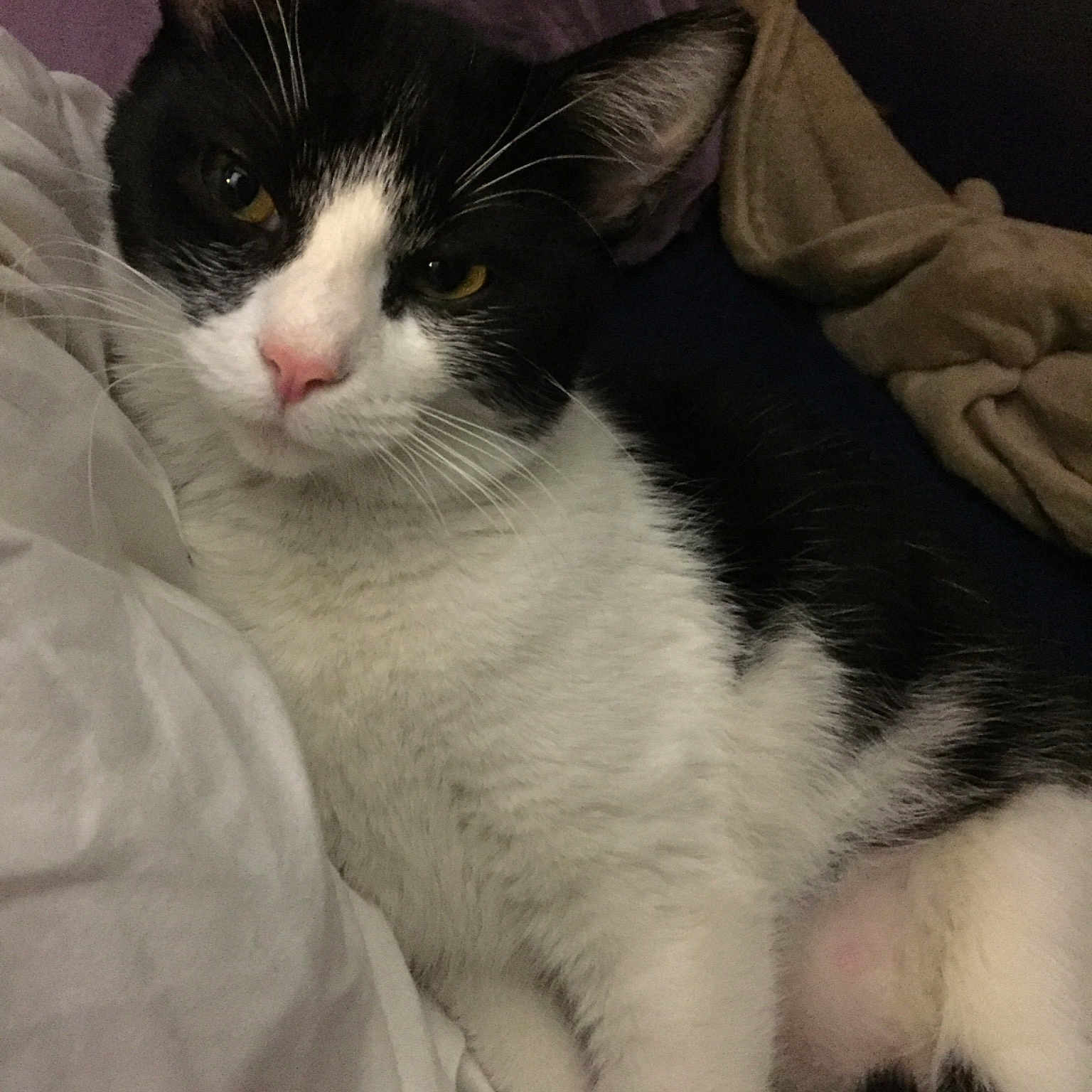 Princess is registered to the contest to win money with this photo: aegean_cat, american_wirehair, black_and_white, carnivore, cat, domestic_long_haired_cat, domestic_short_haired_cat, eye, felidae, fur, japanese_bobtail, kitten, mammal, norwegian_forest_cat, polydactyl_cat, small_to_medium_sized_cats, snout, whiskers