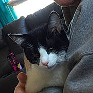 Baby is registered to the contest to win money with this photo: black_hair, carnivore, cat, domestic_short_haired_cat, ear, felidae, hand, kitten, lap, leg, polydactyl_cat, small_to_medium_sized_cats, snowshoe, whiskers