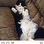 Baby is registered to the contest to win money with this photo: canidae, carnivore, cat, felidae, fur, kitten, norwegian_forest_cat, paw, photo_caption, puppy, shih_tzu, small_to_medium_sized_cats, tail, whiskers