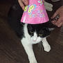 Baby joined the competition — help win amazing prizes! carnivore, cat, domestic_short_haired_cat, felidae, kitten, party_hat, party_supply, pink, polydactyl_cat, small_to_medium_sized_cats, tail, whiskers