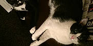 Baby joined the competition — help win amazing prizes! black, black_cat, canidae, carnivore, cat, ear, felidae, fur, kitten, leg, paw, polydactyl_cat, small_to_medium_sized_cats, tail, whiskers