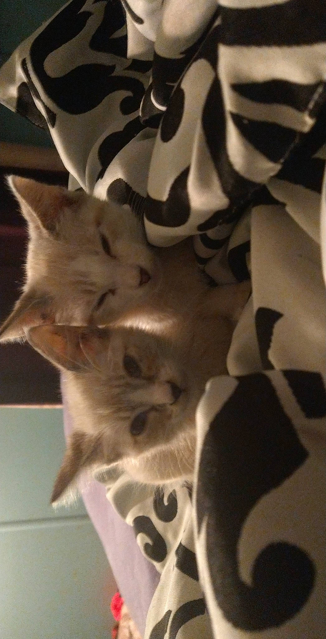 Nimbus joined the competition — help win amazing prizes! carnivore, cat, domestic_short_haired_cat, fawn, felidae, fur, metal, monochrome, monochrome_photography, pattern, paw, petal, shadow, small_to_medium_sized_cats, symmetry, tail, tints_and_shades, tree, whiskers, wood