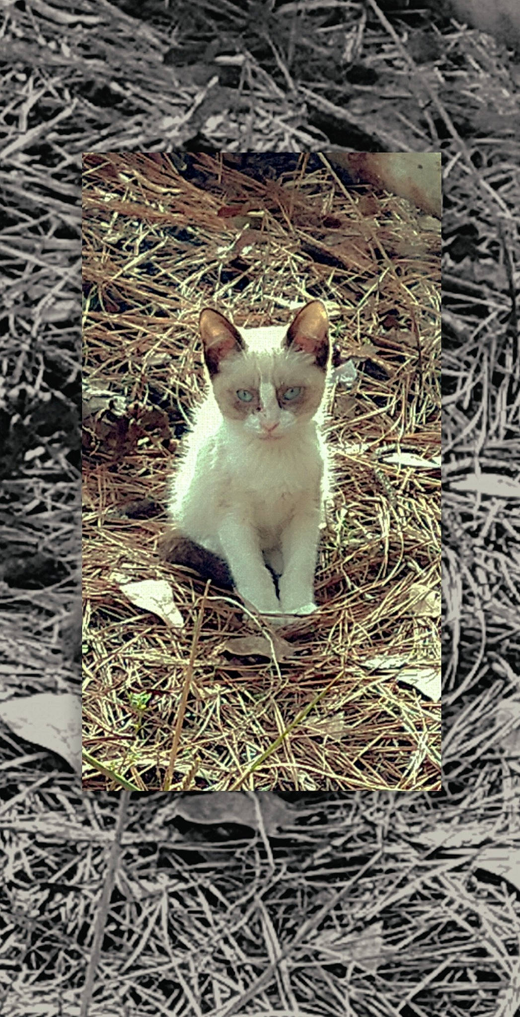 Artemis is registered to the contest to win money with this photo: carnivore, cat, domestic_short_haired_cat, fawn, felidae, fur, grass, herbaceous_plant, paw, plant, small_to_medium_sized_cats, snout, soil, tail, terrestrial_animal, tree, twig, whiskers, wildlife, wood