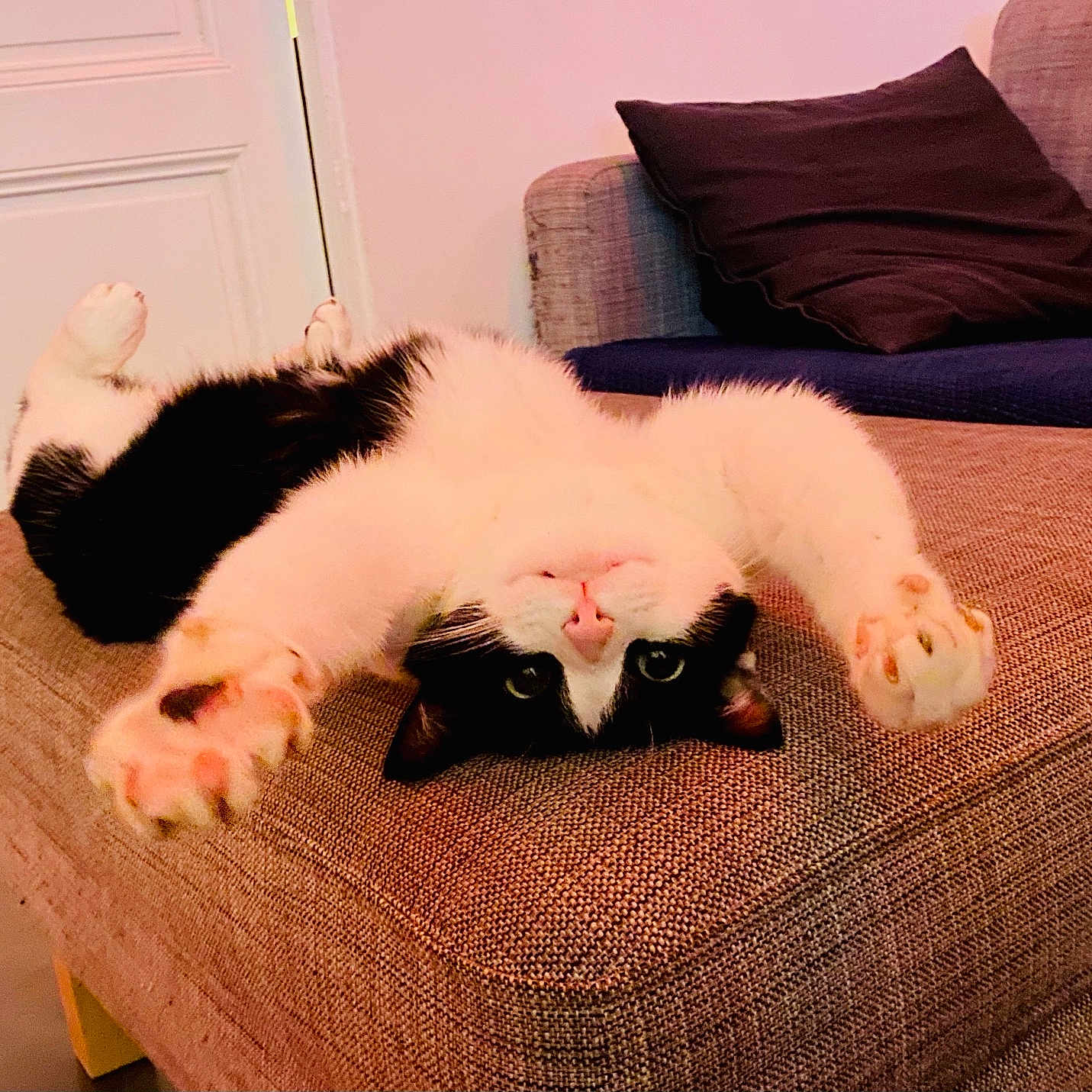 Sushi a rejoint le concours — aidez-le/la à gagner de superbes lots ! animal, black_and_white, cat, couch, cozy, curious, cute, feline, furniture, home, indoor, paw, pet, pink_nose, playful, relaxed, resting, stretching, upside_down, whiskers