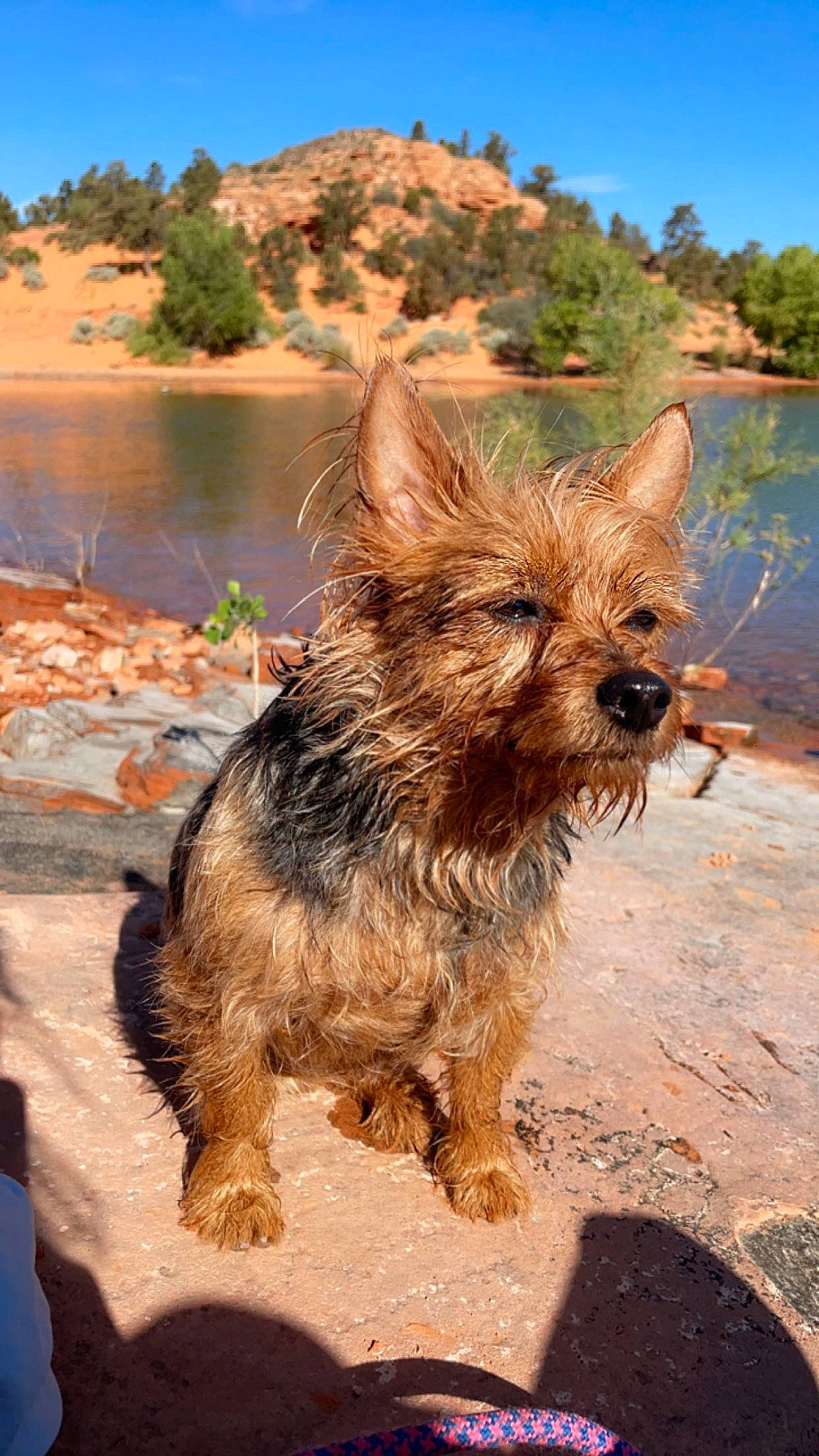 Phil is registered to the contest to win money with this photo: australian_terrier, biewer_terrier, carnivore, companion_dog, dog, dog_breed, lake, landscape, liver, mountain, plant, sky, small_terrier, terrier, tree, water, water_dog, working_animal, working_terrier, yorkshire_terrier