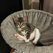 Victoire participe au concours pour gagner de l'argent avec cette photo : kitten, cat, pet, tabby, fur, paw, pink_paw_pads, bed, soft, relaxed, indoor, animal, cute, resting, feline, young, small, cozy, whiskers, ears