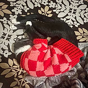 Inky is registered to the contest to win money with this photo: black_and_white_cat, blanket, cat, cozy, curled_up, cute, domestic_animal, feline, floral_pattern, fur, indoor, patterned_blanket, paw, pet, pink_sweater, red_sweater, resting, sleeping, sweater, whiskers