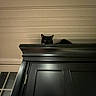 Inky is registered to the contest to win money with this photo: animal, black_cat, cabinet, cat, ceiling, cozy, curious, dark, eyes, furniture, high_place, home, indoors, mystery, peeking, pet, quiet, shadow, still_life, wood