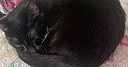 Inky is registered to the contest to win money with this photo: animal, bedroom, black_cat, blanket, cat, close_up, cozy, curled_up, domestic_cat, floral_pattern, fur, indoor, nap, pet, quiet, resting, sleeping, soft_texture, tail, whiskers