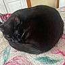 animal, bedroom, black_cat, blanket, cat, close_up, cozy, curled_up, domestic_cat, floral_pattern, fur, indoor, nap, pet, quiet, resting, sleeping, soft_texture, tail, whiskers