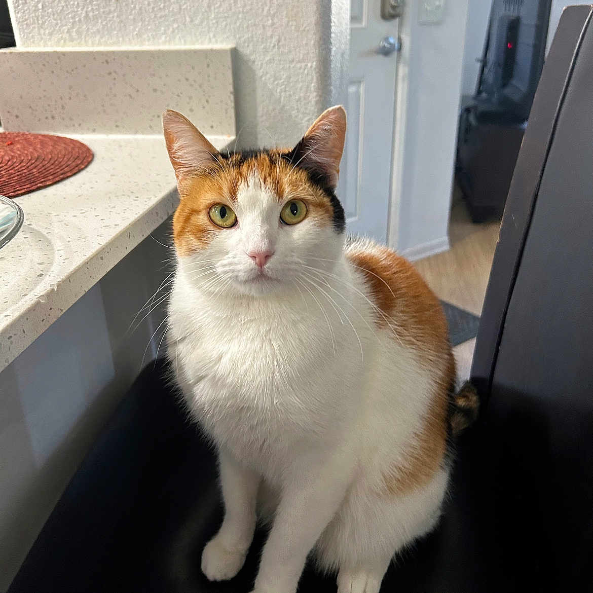 Luna joined the competition — help win amazing prizes! animal, black_fur, calico_cat, cat, chair, countertop, curious, domestic_cat, door, feline, green_eyes, home_interior, indoor, looking_at_camera, orange_fur, pet, quiet, sitting, television, white_fur