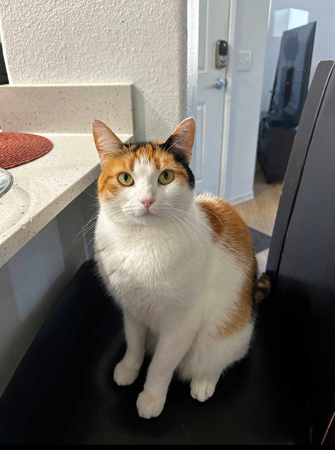 Luna joined the competition — help win amazing prizes! cat, calico_cat, indoor, chair, pet, animal, feline, green_eyes, curious, white_fur, orange_fur, black_fur, domestic_cat, looking_at_camera, sitting, home_interior, countertop, door, television, quiet