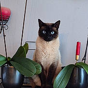 Samba a rejoint le concours — aidez-le/la à gagner de superbes lots ! animal, blue_eyes, cat, countertop, decor, domestic_animal, ears, feline, fur, green_leaf, houseplant, indoor, leaf, looking_at_camera, pet, plant, potted_plant, siamese_cat, sitting, whiskers