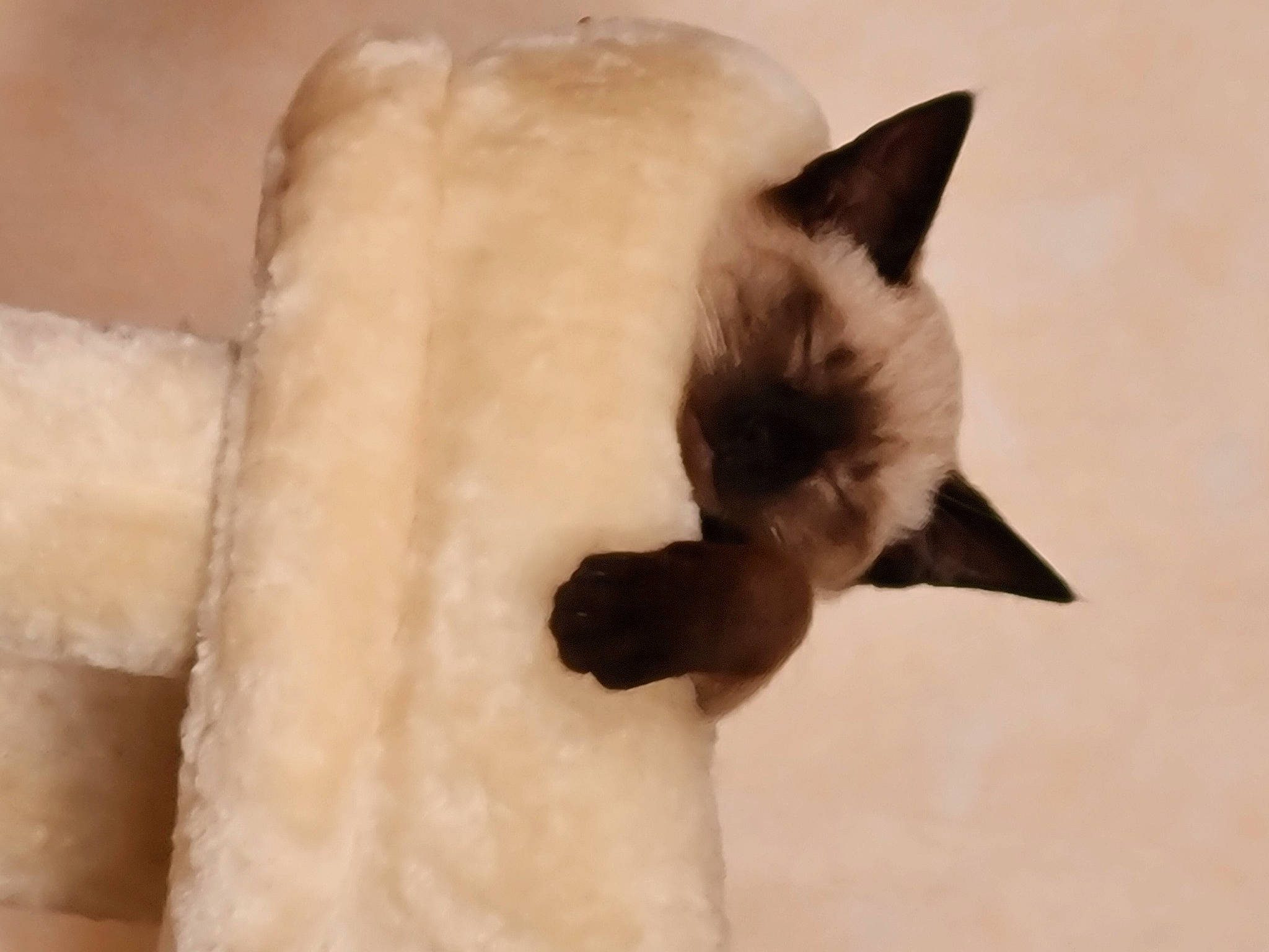 Simba participe au concours pour gagner de l'argent avec cette photo : balinese, birman, carnivore, cat, fawn, felidae, fur, paw, siamese, small_to_medium_sized_cats, snout, tail, thai, whiskers