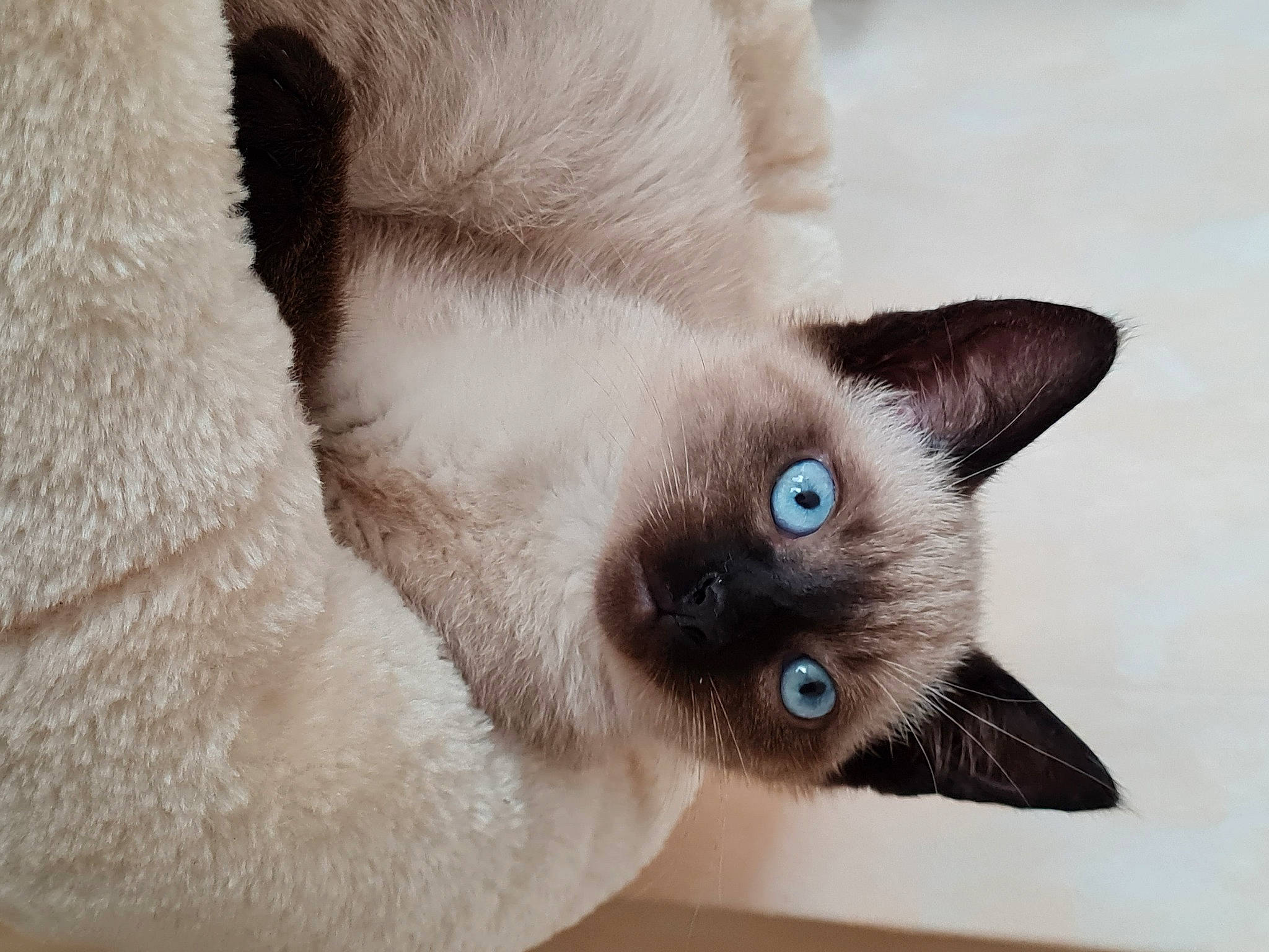 Simba participe au concours pour gagner de l'argent avec cette photo : balinese, birman, carnivore, cat, close_up, domestic_short_haired_cat, fawn, felidae, fur, iris, siamese, small_to_medium_sized_cats, snout, terrestrial_animal, thai, whiskers