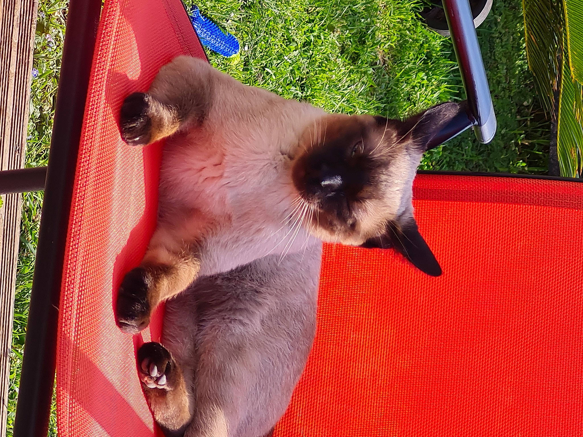 Simba a rejoint le concours — aidez-le/la à gagner de superbes lots ! balinese, canidae, carnivore, cat, claw, dog_breed, fawn, felidae, foot, fur, grass, paw, plant, siamese, small_to_medium_sized_cats, snout, sporting_group, tail, terrestrial_animal, whiskers