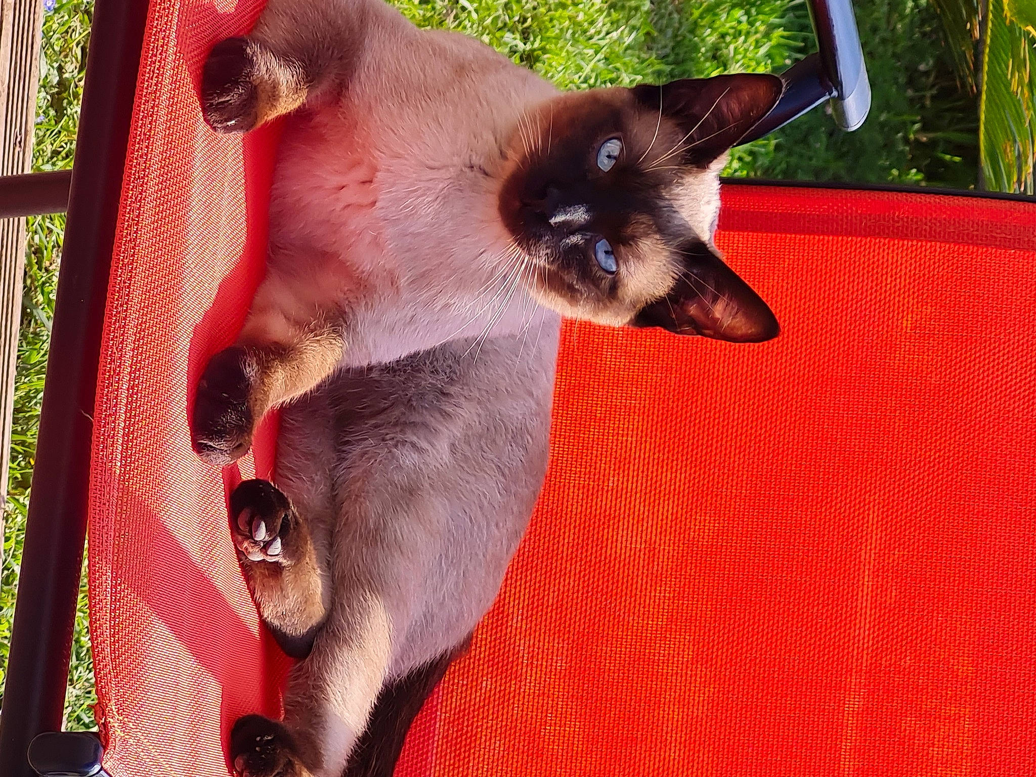 Simba a rejoint le concours — aidez-le/la à gagner de superbes lots ! balinese, carnivore, cat, dog_breed, domestic_short_haired_cat, fawn, felidae, foot, fur, grass, paw, plant, siamese, small_to_medium_sized_cats, snout, tail, terrestrial_animal, thai, vertebrate, whiskers