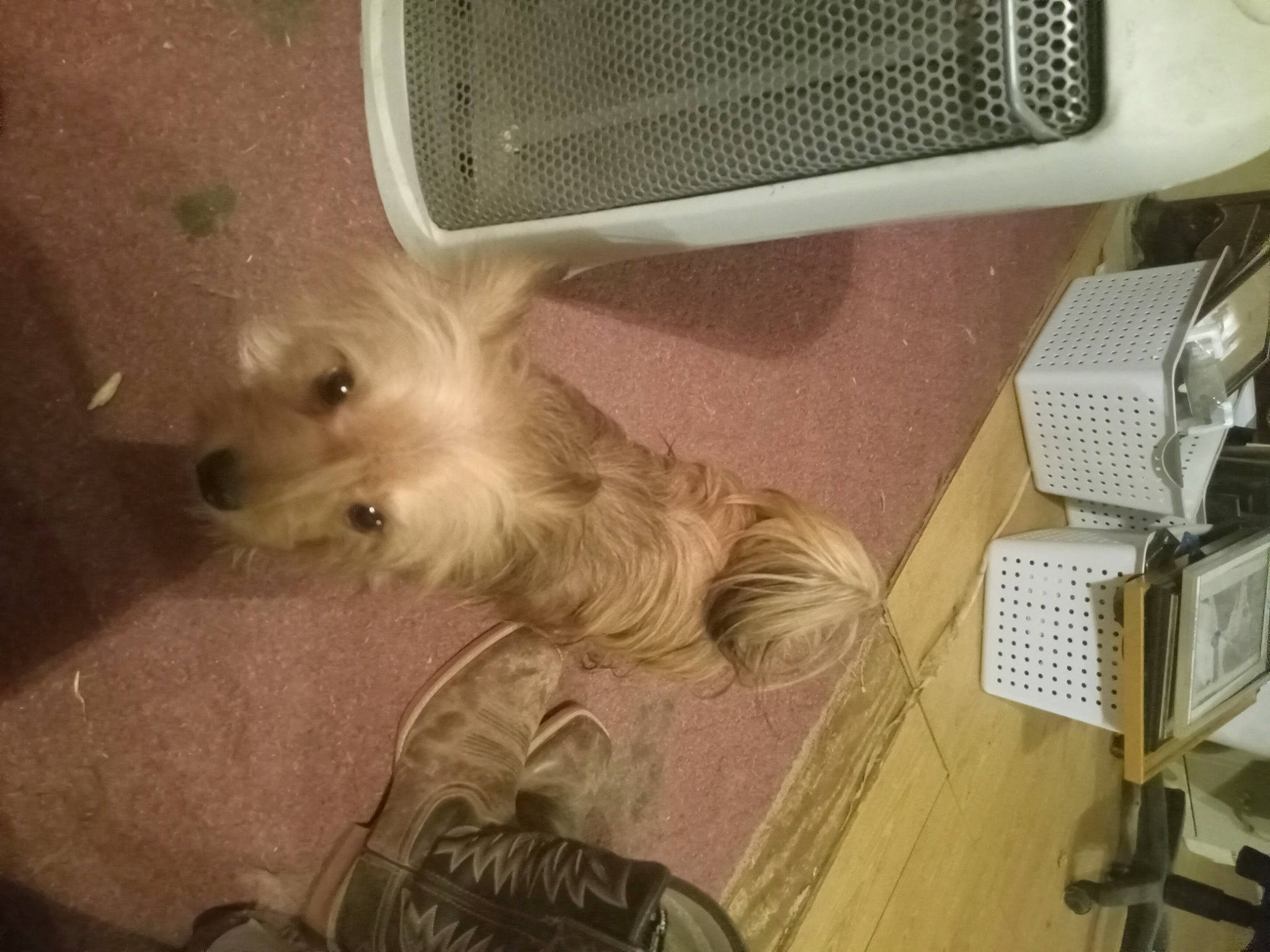 Copper joined the competition — help win amazing prizes! carnivore, comfort, companion_dog, dog, dog_breed, fawn, felidae, flooring, fur, hardwood, office_equipment, paw, small_terrier, small_to_medium_sized_cats, sporting_group, tail, terrier, toy_dog, whiskers, working_animal