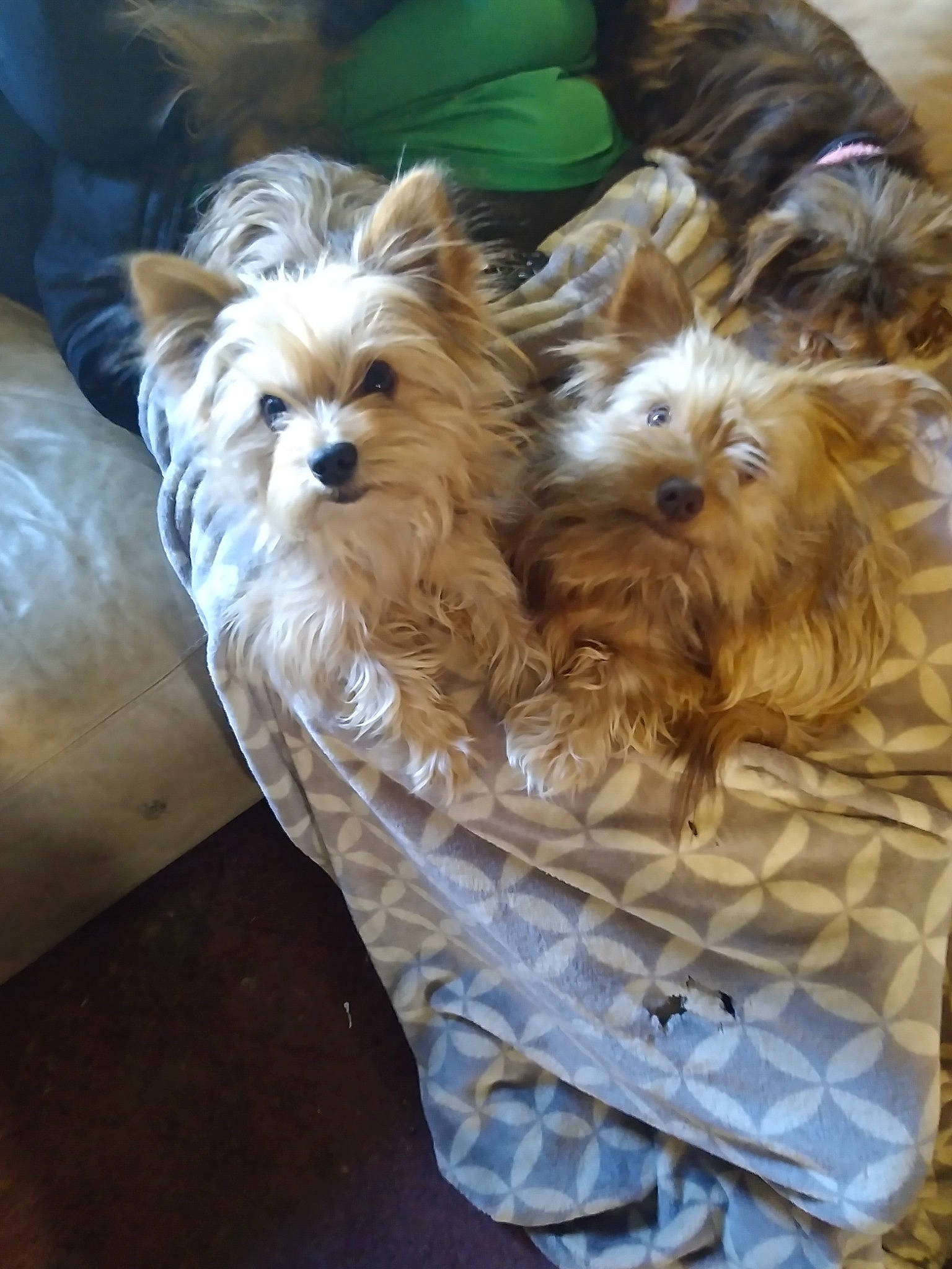 Copper joined the competition — help win amazing prizes! biewer_terrier, canidae, carnivore, companion_dog, dog, dog_breed, dog_supply, fawn, fur, liver, maltepoo, pet_supply, small_terrier, snout, sporting_group, terrier, toy_dog, working_animal, yorkipoo, yorkshire_terrier