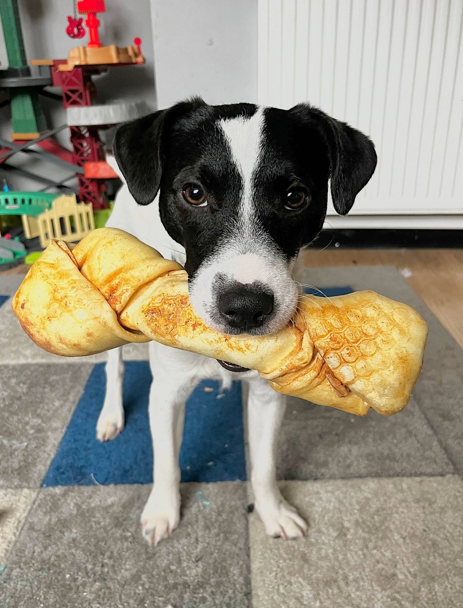 Domino is registered to the contest to win money with this photo: canidae, carnivore, collar, companion_dog, dog, dog_breed, fawn, flooring, irishjacks, non_sporting_group, paw, puppy, snout, sporting_group, street_dog, terrier, whiskers, working_animal, working_dog