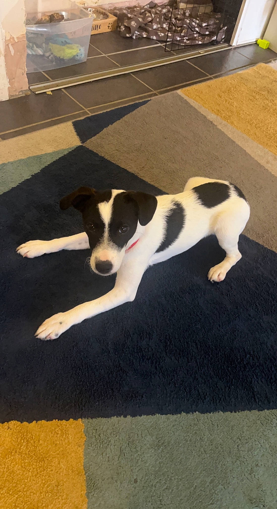 Domino is registered to the contest to win money with this photo: asphalt, canidae, carnivore, companion_dog, dog, dog_breed, dog_supply, floor, flooring, hardwood, non_sporting_group, paw, pet_supply, road_surface, rug, shadow, sidewalk, snout, tail, working_animal