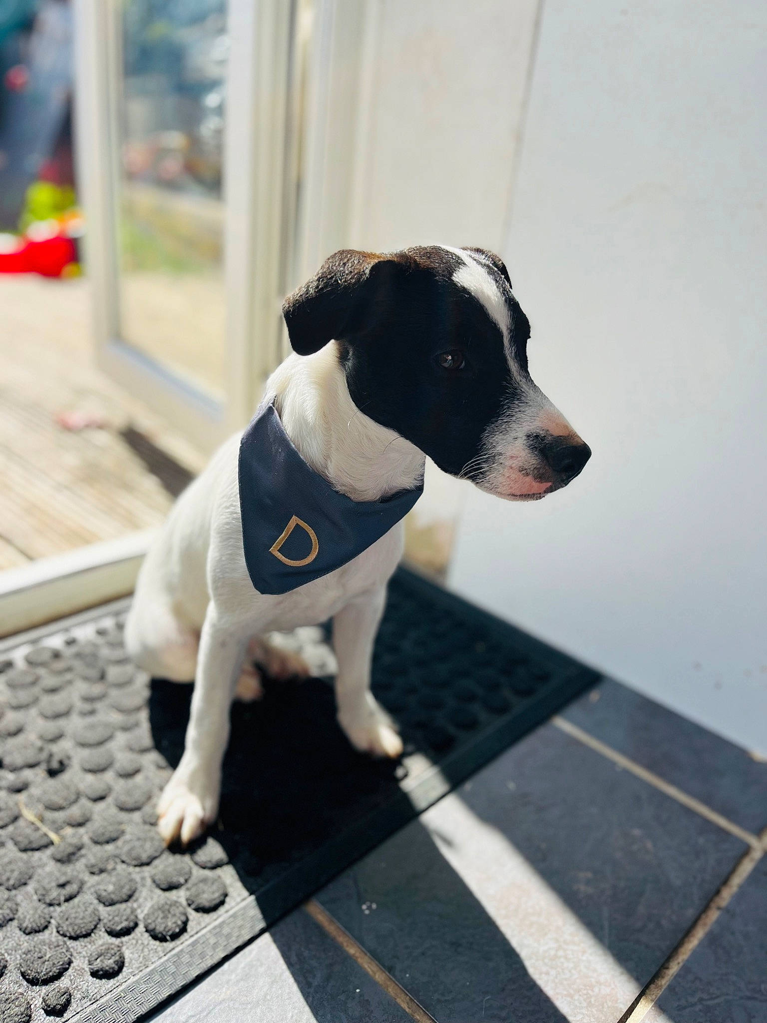 Domino joined the competition — help win amazing prizes! canidae, carnivore, collar, companion_dog, dog, dog_breed, dog_collar, dog_supply, fawn, floor, flooring, grey, leash, pet_supply, sidewalk, snout, sporting_group, tail, toy_dog, working_animal