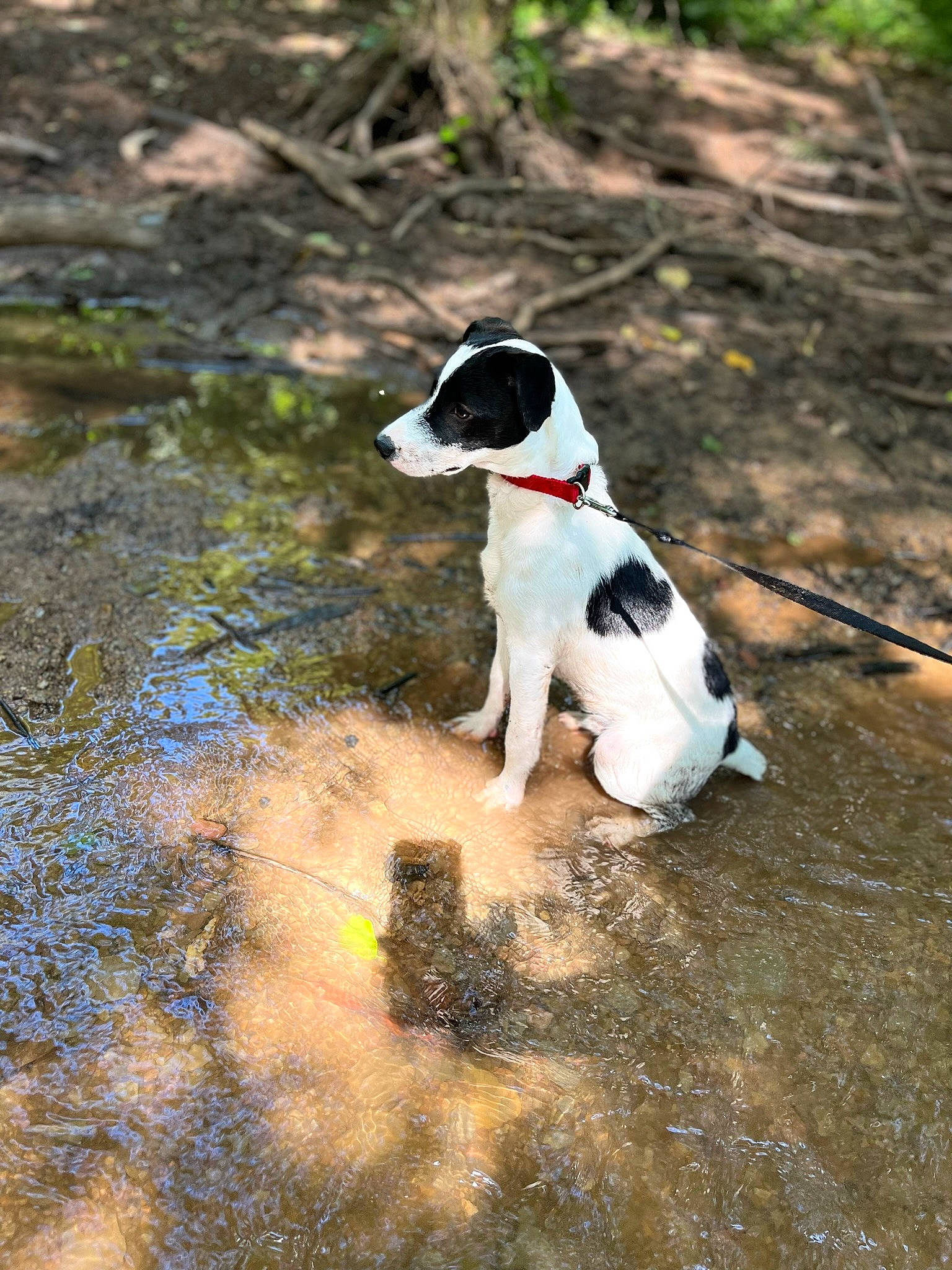 Domino is registered to the contest to win money with this photo: canidae, carnivore, chilean_fox_terrier, collar, companion_dog, dog, dog_breed, dog_collar, grass, leash, non_sporting_group, plant, shadow, small_terrier, soil, sporting_group, tail, terrier, walking, water