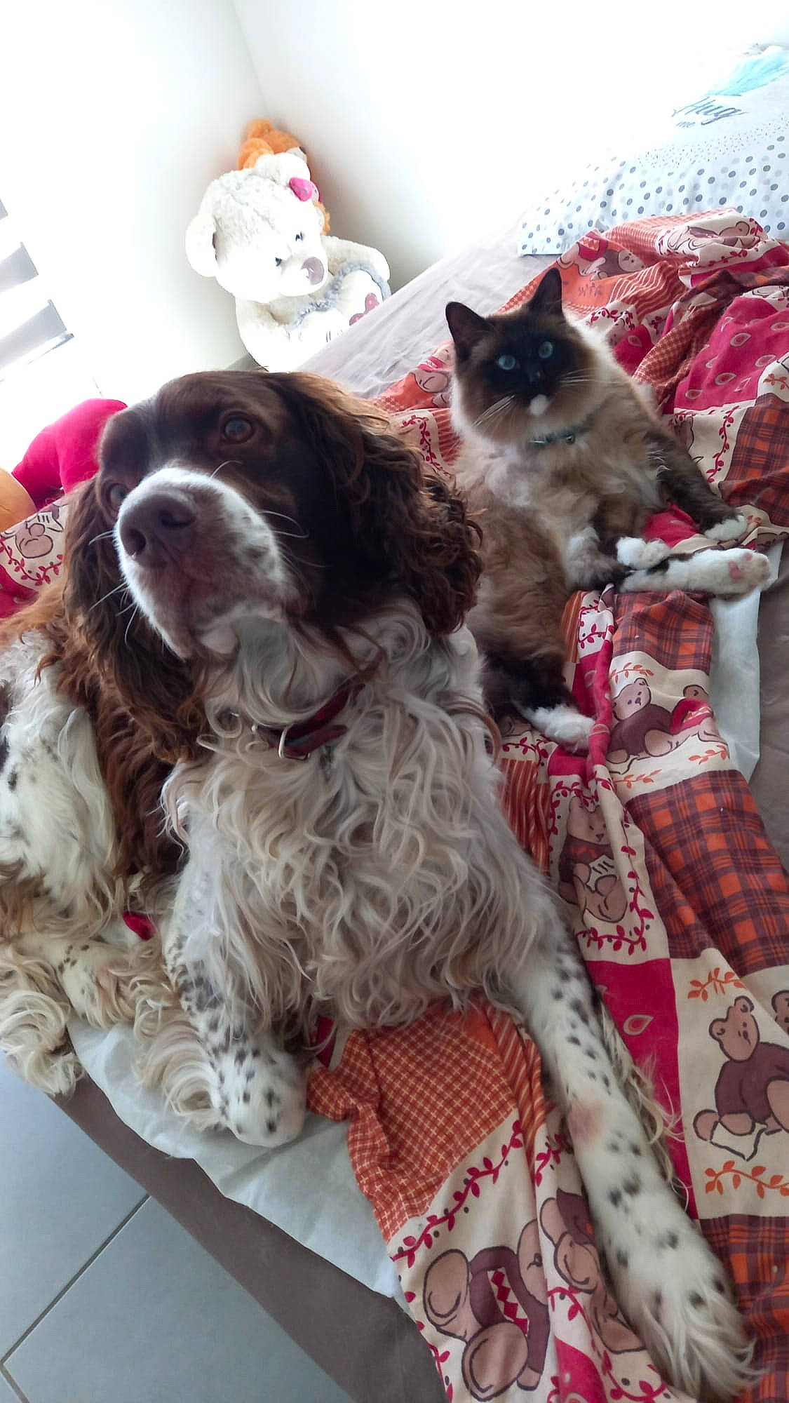 Taz participe au concours pour gagner de l'argent avec cette photo : carnivore, cat, cavalier_king_charles_spaniel, collar, companion_dog, dog, dog_collar, fawn, felidae, fur, gun_dog, liver, mammal, pattern, plaid, small_to_medium_sized_cats, spaniel, tail, vertebrate, whiskers