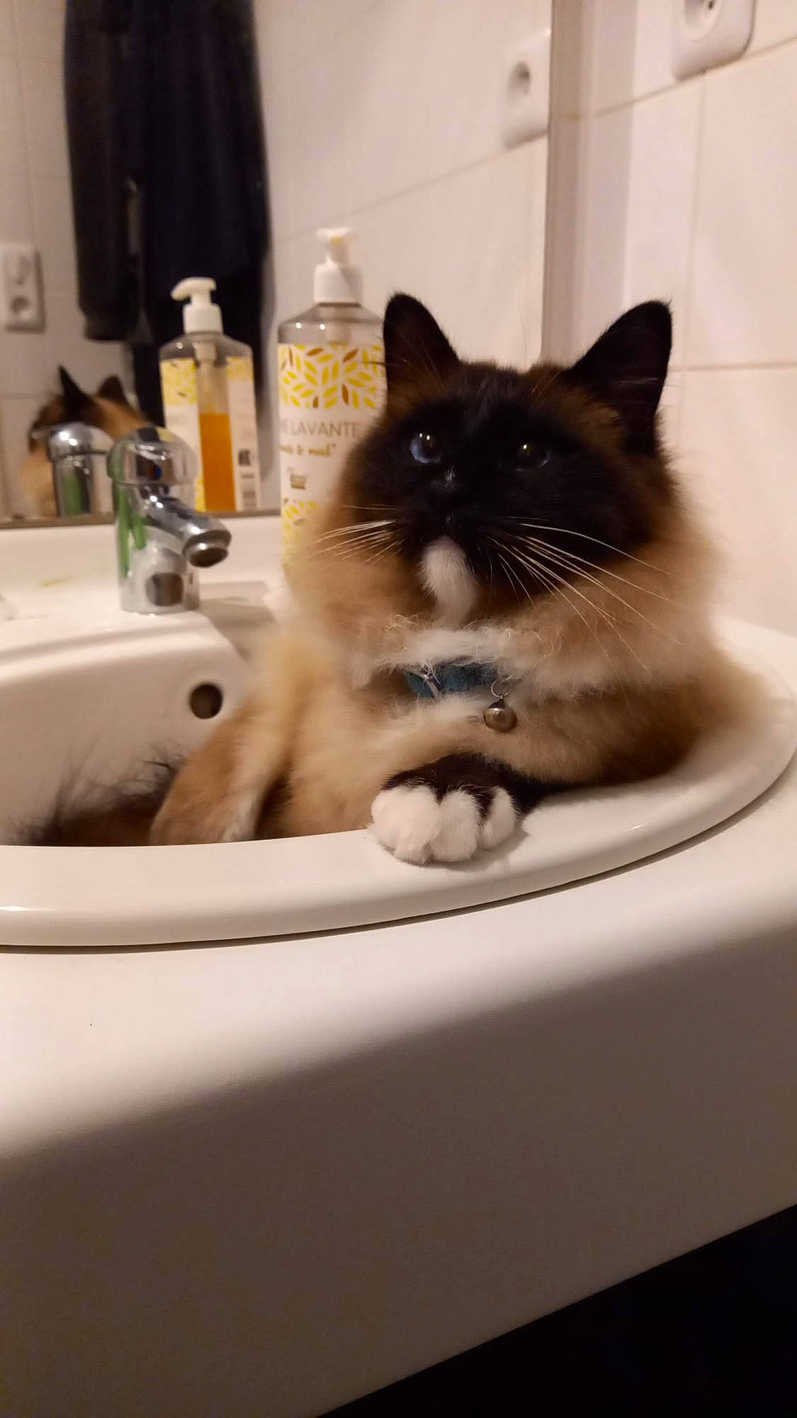 Taz a rejoint le concours — aidez-le/la à gagner de superbes lots ! bathroom, bathroom_sink, bottle, carnivore, cat, domestic_short_haired_cat, felidae, fluid, fur, plumbing, plumbing_fixture, room, sink, small_to_medium_sized_cats, snout, soap_dispenser, tail, tap, water, whiskers