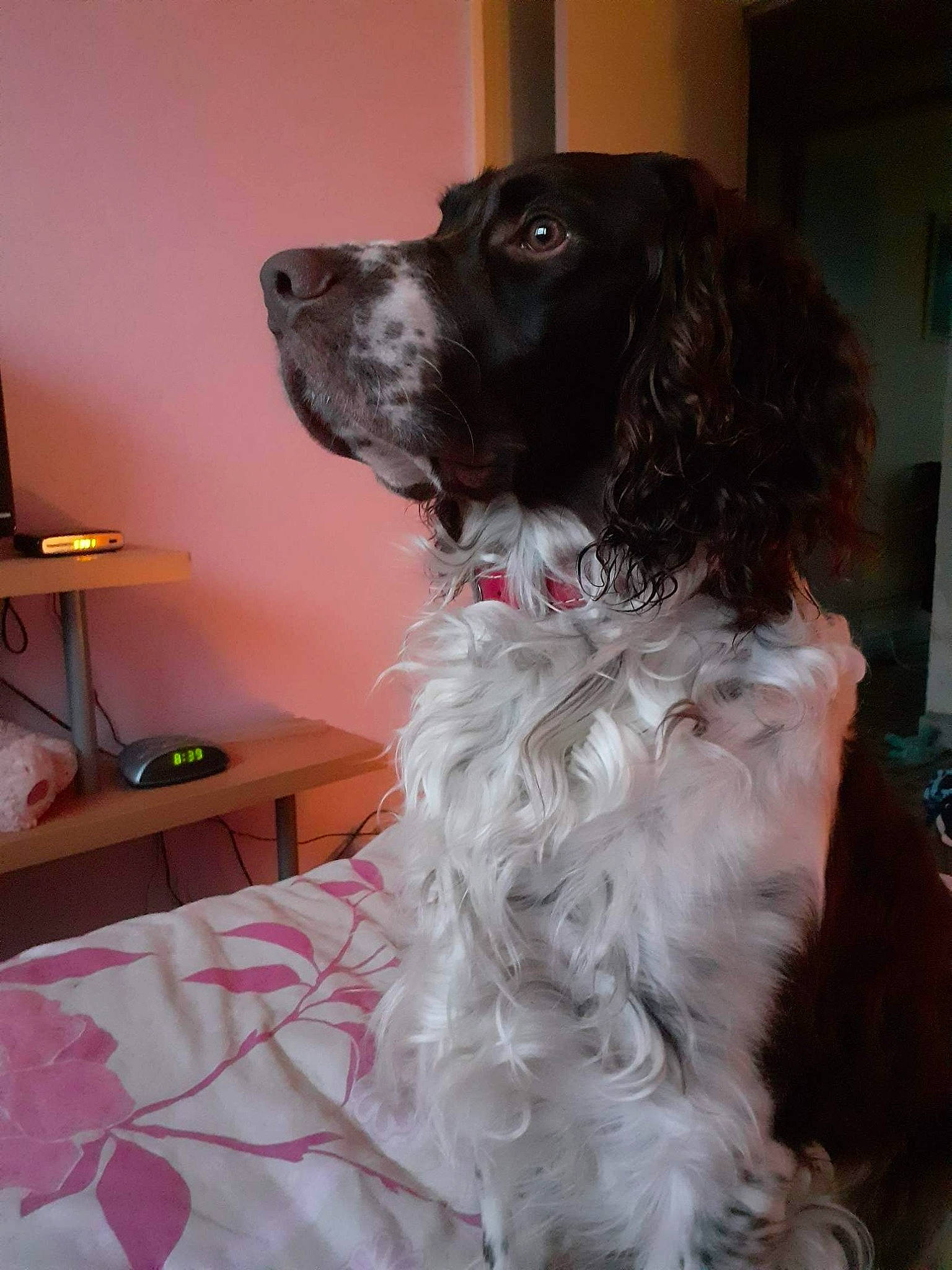 Simba a rejoint le concours — aidez-le/la à gagner de superbes lots ! canidae, carnivore, cocker_spaniel, companion_dog, dog, dog_breed, english_cocker_spaniel, english_springer_spaniel, french_spaniel, german_spaniel, large_munsterlander, mammal, rare_breed_dog, russian_spaniel, small_munsterlander, snout, spaniel, sporting_group, vertebrate, wetterhoun