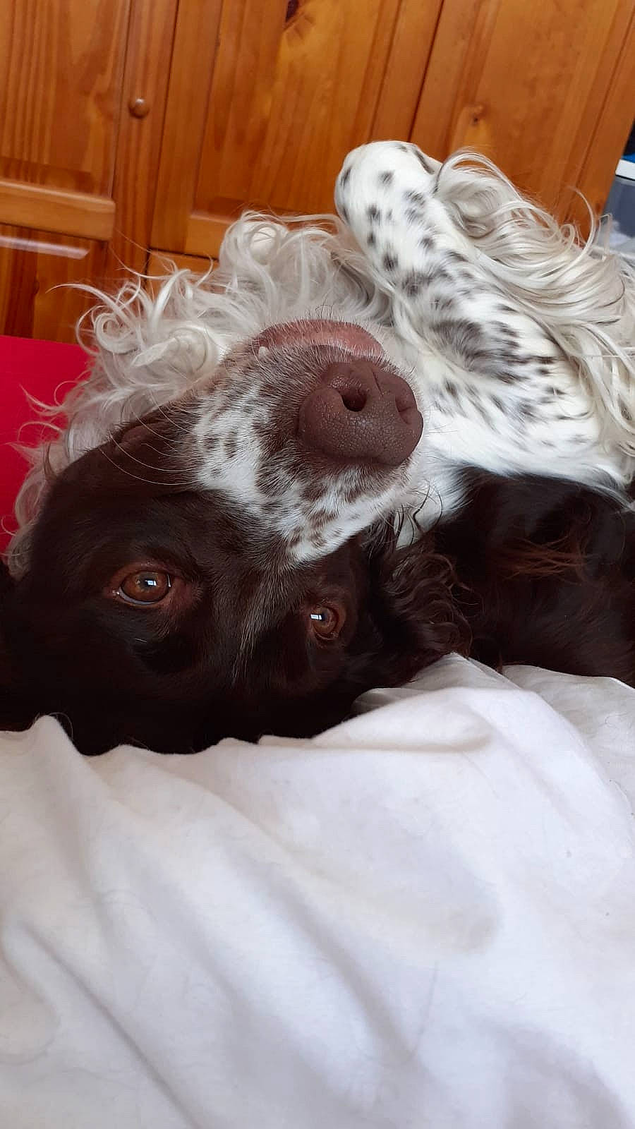 Simba participe au concours pour gagner de l'argent avec cette photo : canidae, carnivore, cocker_spaniel, companion_dog, dog, dog_breed, english_cocker_spaniel, english_springer_spaniel, french_spaniel, german_shorthaired_pointer, liver, pointer, puppy, small_munsterlander, snout, spaniel, sporting_group