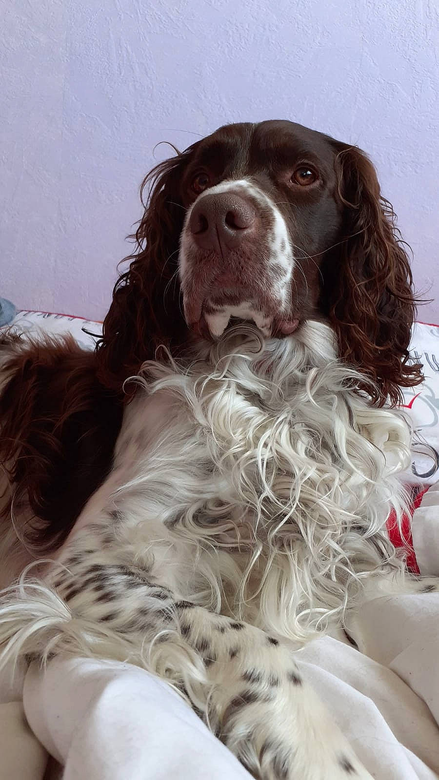 Simba a rejoint le concours — aidez-le/la à gagner de superbes lots ! blue_picardy_spaniel, canidae, carnivore, cocker_spaniel, dog, dog_breed, drentse_patrijshond, english_cocker_spaniel, english_springer_spaniel, field_spaniel, french_spaniel, german_longhaired_pointer, german_spaniel, mammal, picardy_spaniel, russian_spaniel, small_munsterlander, spaniel, sporting_group, vertebrate