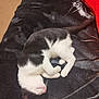 cat, sleeping, black_and_white, blanket, red_fabric, fur, pet, indoor, cozy, resting, animal, cute, whiskers, paw, nose, tail, soft, relaxed, domestic, quiet