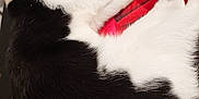 Ben is registered to the contest to win money with this photo: cat, black_and_white, sleeping, pet, feline, fur, animal, indoor, cozy, blanket, resting, paw, cute, domestic, whiskers, relaxed, close_up, comfort, nap, soft