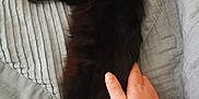 Mistique joined the competition — help win amazing prizes! black_cat, cat, pet, hand, bed, bedding, stretching, fur, animal, yellow_eyes, relaxation, domestic_animal, indoor, comfort, human_interaction, texture, striped_bedding, resting, closeup, soft_light