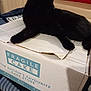 Mistique joined the competition — help win amazing prizes! black_cat, cat, box, cardboard, fragile_label, cake_store, indoor, furniture, blanket, red_chair, wooden_drawer, pet, animal, resting, feline, soft_texture, shadow, cozy, relaxed, domestic