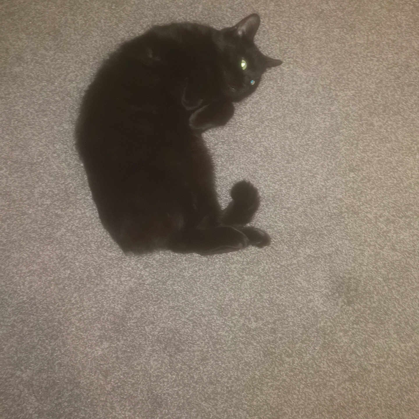 Mistique is registered to the contest to win money with this photo: animal, black_cat, carpet, cat, cozy, cute, domestic_animal, eyes, feline, fur, home, indoor, lying_down, mammal, pet, relaxed, resting, sleepy, tail, whiskers