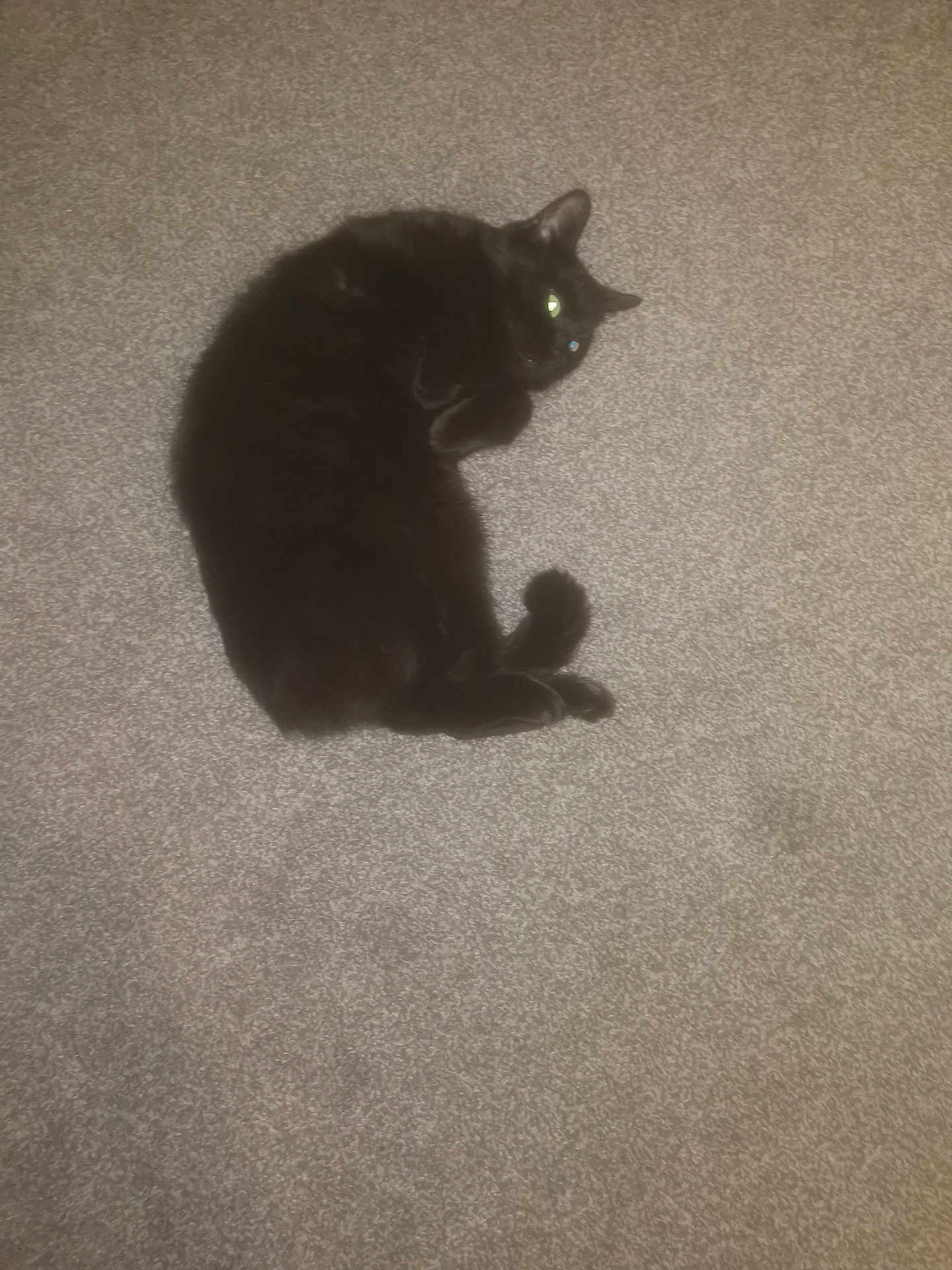Mistique is registered to the contest to win money with this photo: cat, black_cat, pet, animal, indoor, carpet, feline, fur, cute, resting, lying_down, eyes, whiskers, tail, domestic_animal, sleepy, cozy, home, mammal, relaxed