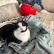 Sox joined the competition — help win amazing prizes! black_and_white, blanket, cat, cozy, denim_jacket, eyes, face, feline, fur, indoor, knitted, pet, pillow, pink_nose, plush_toy, relaxed, resting, soft, tapestry, whiskers